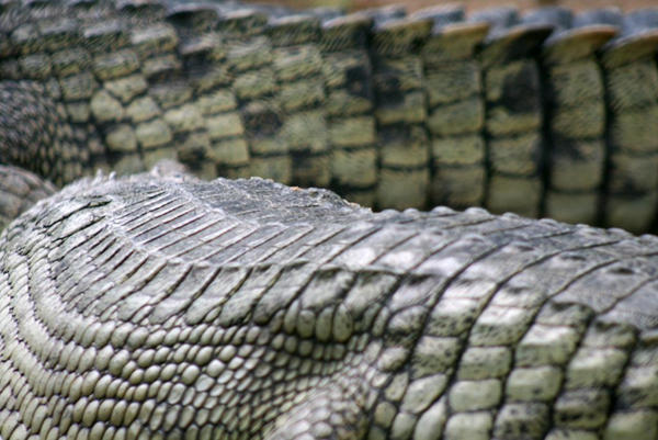 Rugged pattern..... by optimusmaverick on DeviantArt