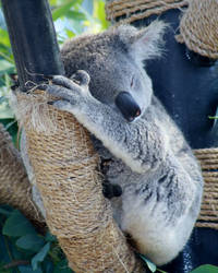 Sleepy Koala