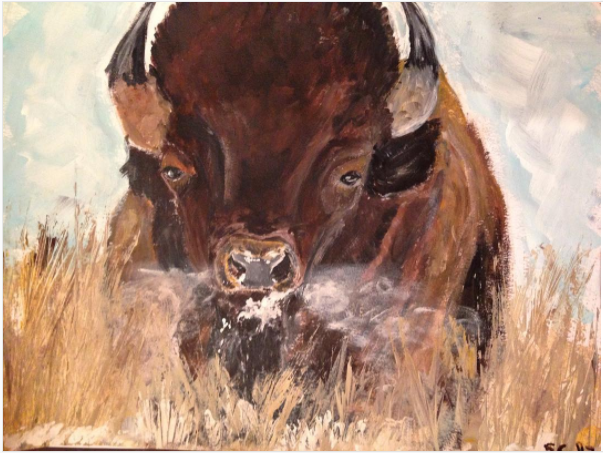 American Bison