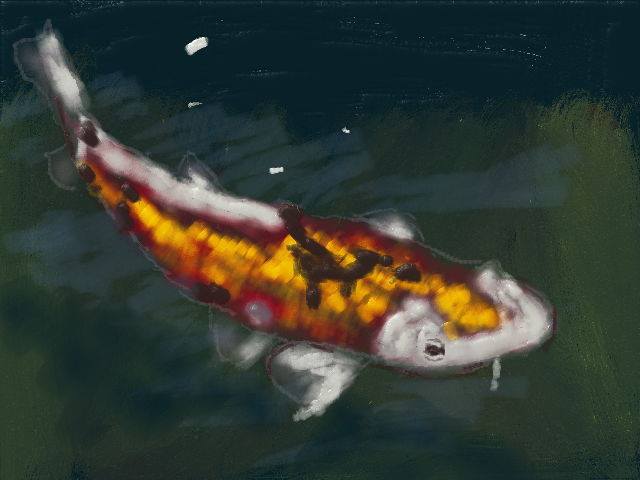 Koi