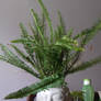 Buddha Fern