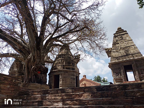 Ancient tree