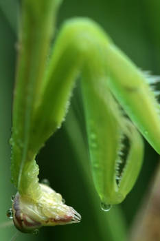 Praying Mantis III