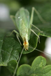 Little Green Insect II