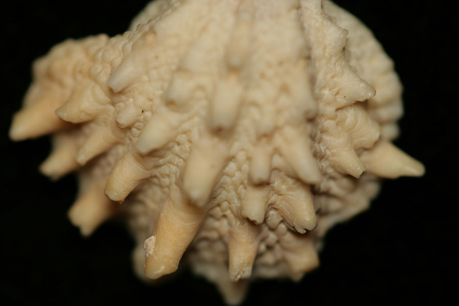 Spiky Shell by Arsuru on DeviantArt