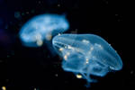 jellyfish3. by phantomrooney66