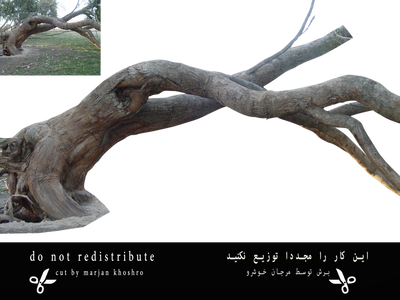 Trees Tree Trunk Branch Png 1 Cut By Marjan Khoshr by khoshro