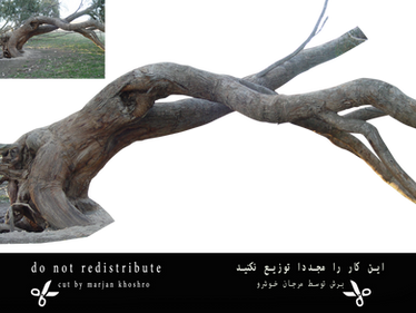 Trees Tree Trunk Branch Png 1 Cut By Marjan Khoshr