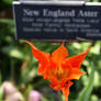 New England Aster