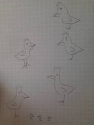 Chicken Sketches