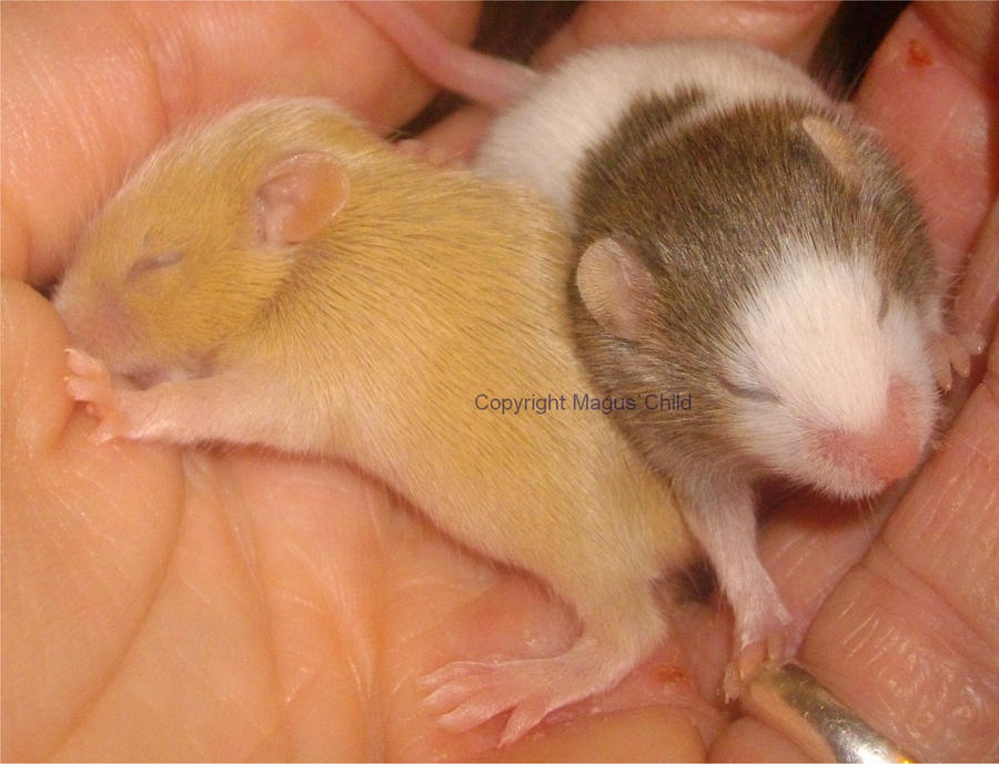 Gold and spotted mouse babies