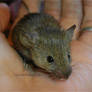 Adorable agouti self