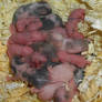 Sneak peek of pretty mouse babies