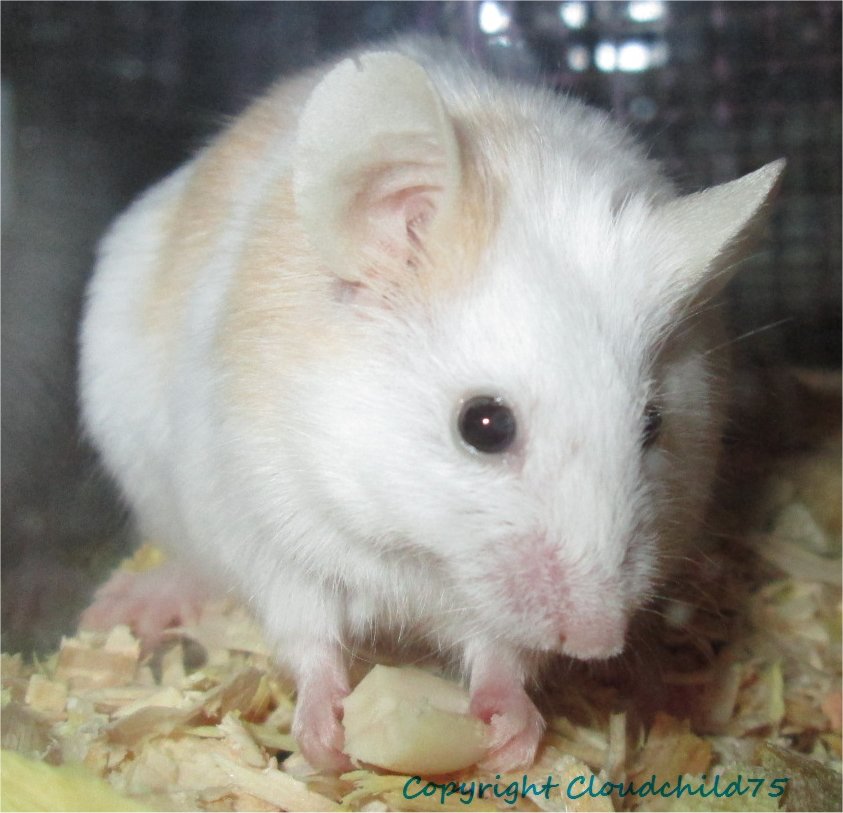 Wary peanut hoarder