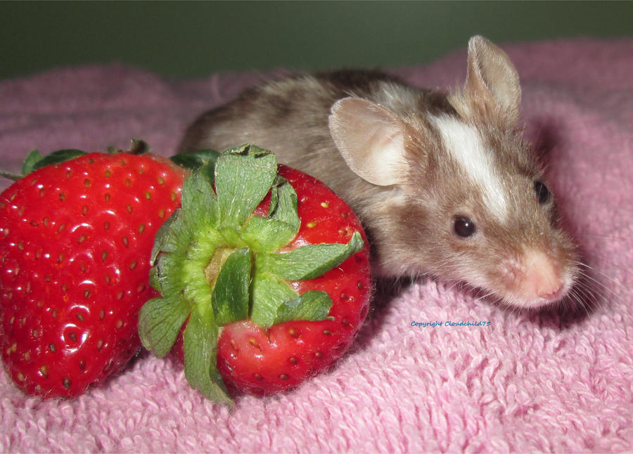 Strawberry fresh mouse
