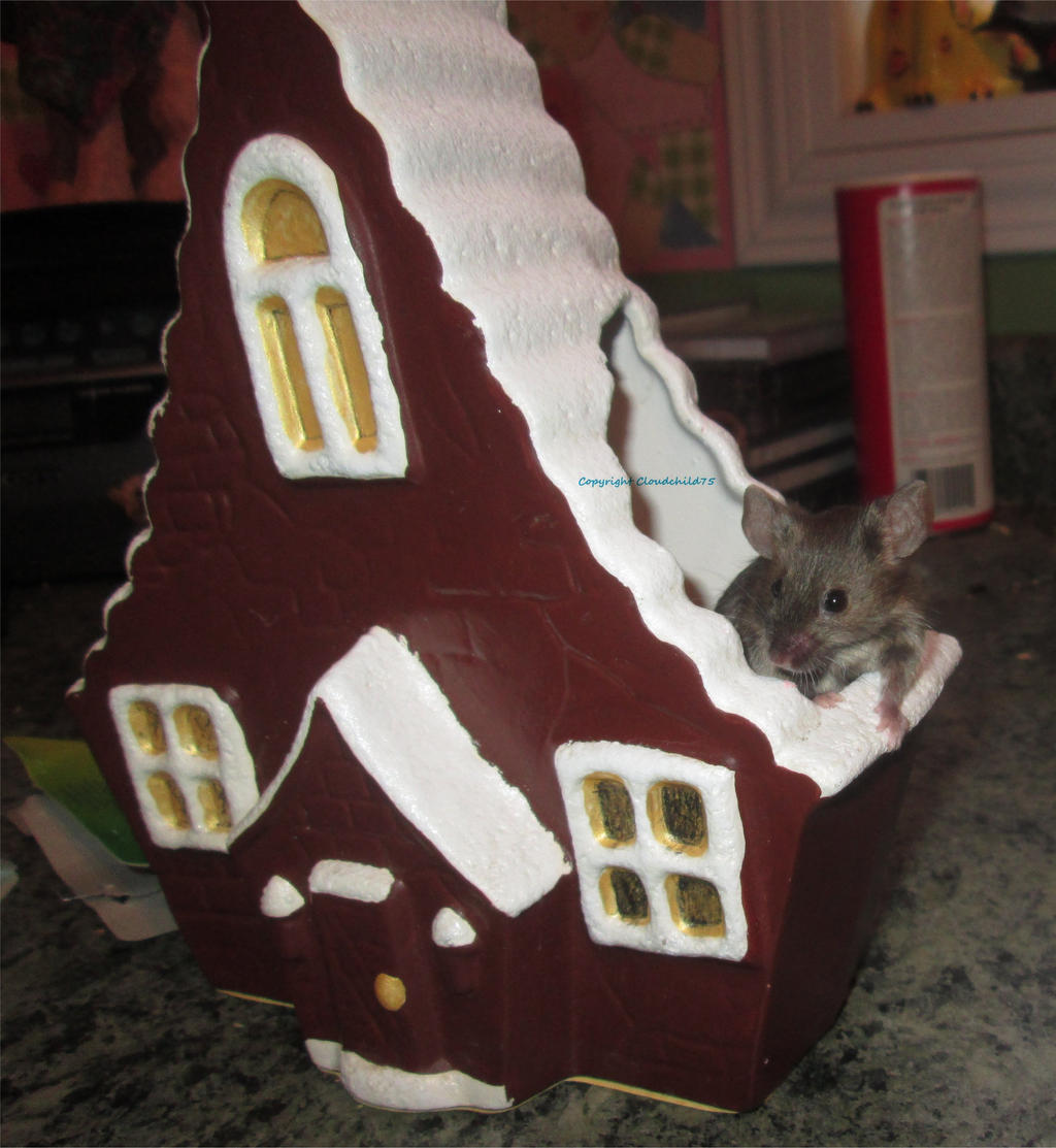 Cinnamon and her gingerbread house