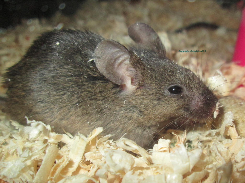 Master Splinter by JanusMouse on DeviantArt