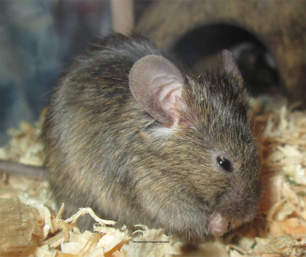 Snub nose of an aristocrat by JanusMouse on DeviantArt