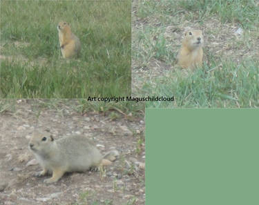 Attempted gopher photography