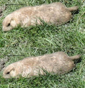 Big ground squirrel