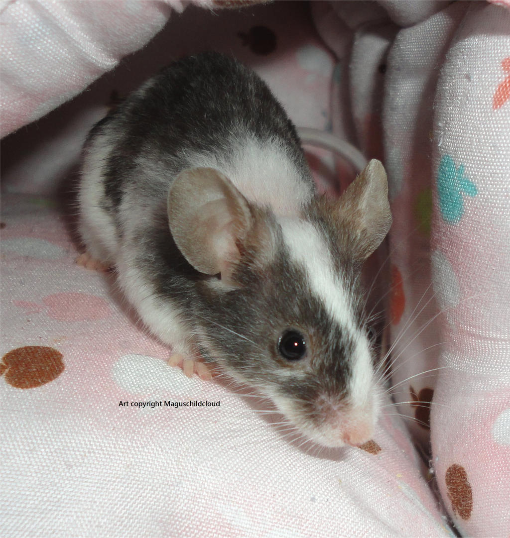 One Of My Few Spotted Mice By JanusMouse On DeviantArt one-of-my-few-spotted-mice-by-janusmouse-on-deviantart