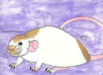 Happy female rat with Starr's markings by SnowPetalMagus