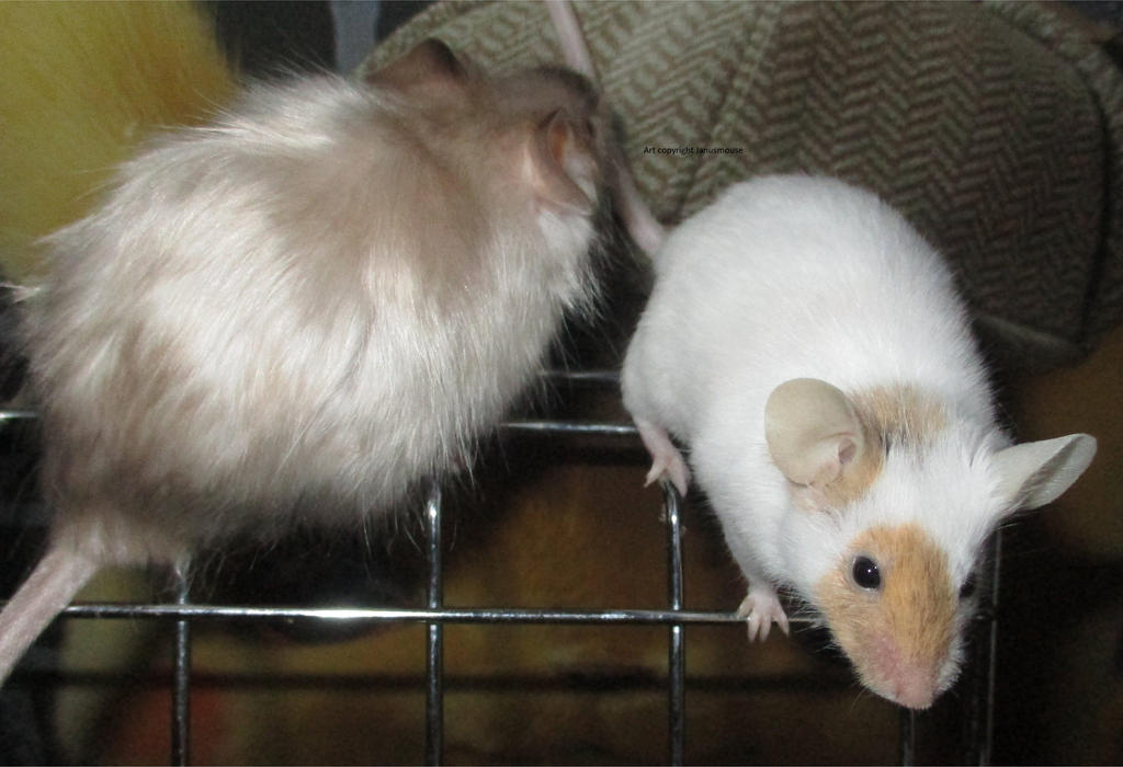 Champagne and brindle by JanusMouse on DeviantArt