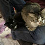 Two cats in bro's lap