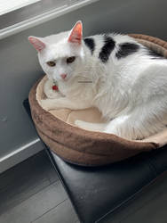 Pallo in his dollarama bed