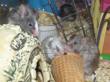 The girls have a waffle cone party