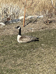 First goose pic of the season