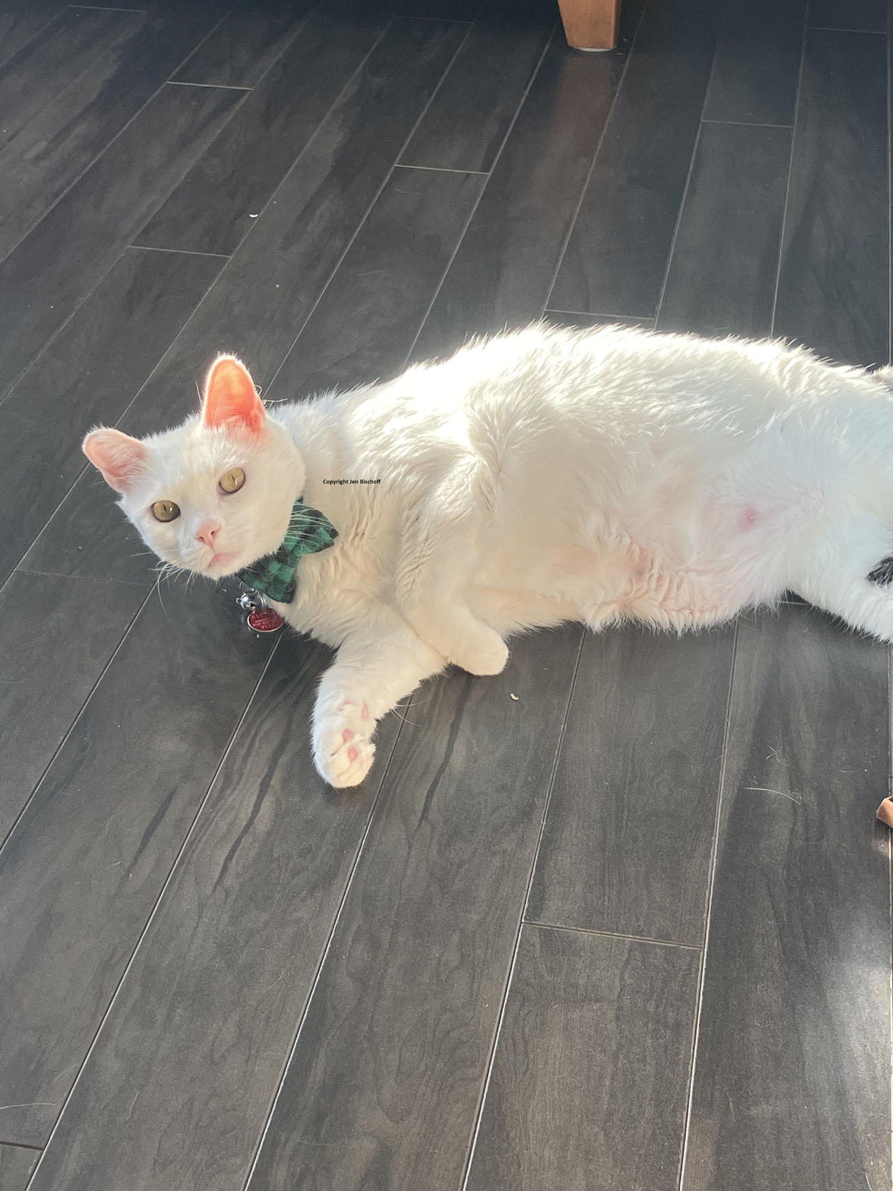 Pallo in the sunshine by SnowPetalMagus on DeviantArt