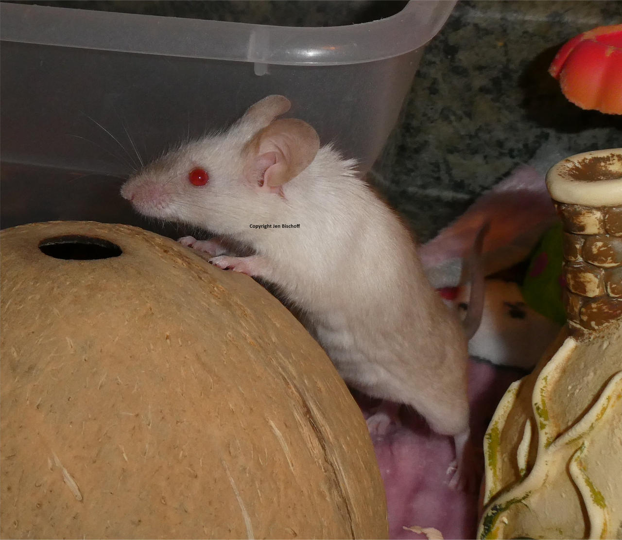 Deviantart Mouse Mouse with a dainty touch by SnowPetalMagus on DeviantArt