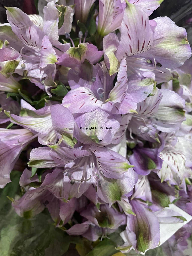 Spring Walk Flower Power Purple spring flower power by SnowPetalMagus on DeviantArt