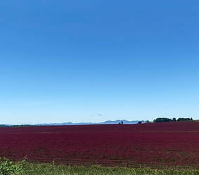 Red clover