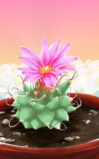 Cactus, a present for UAKimov09