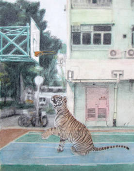 Tiger in the City