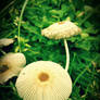 Mushroom