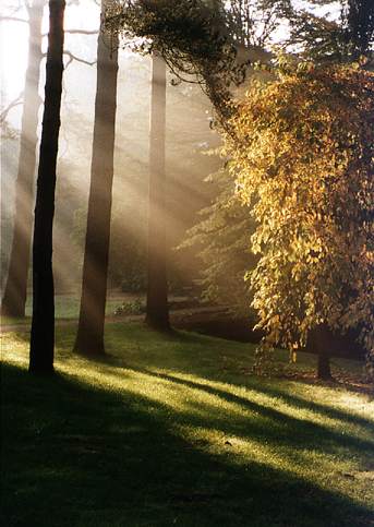 Light through trees