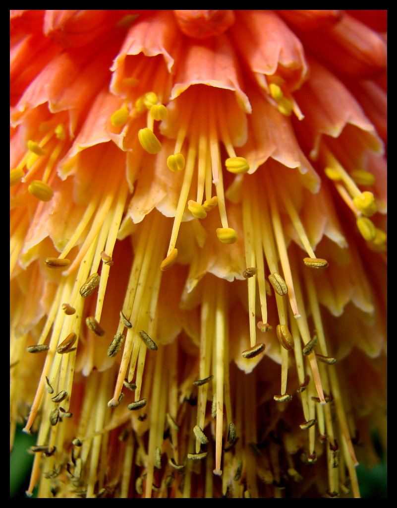 Red hot poker spilling seed