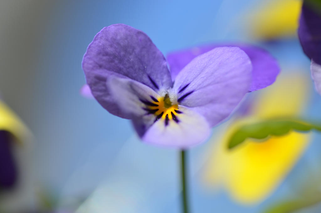 Posey Pansy.