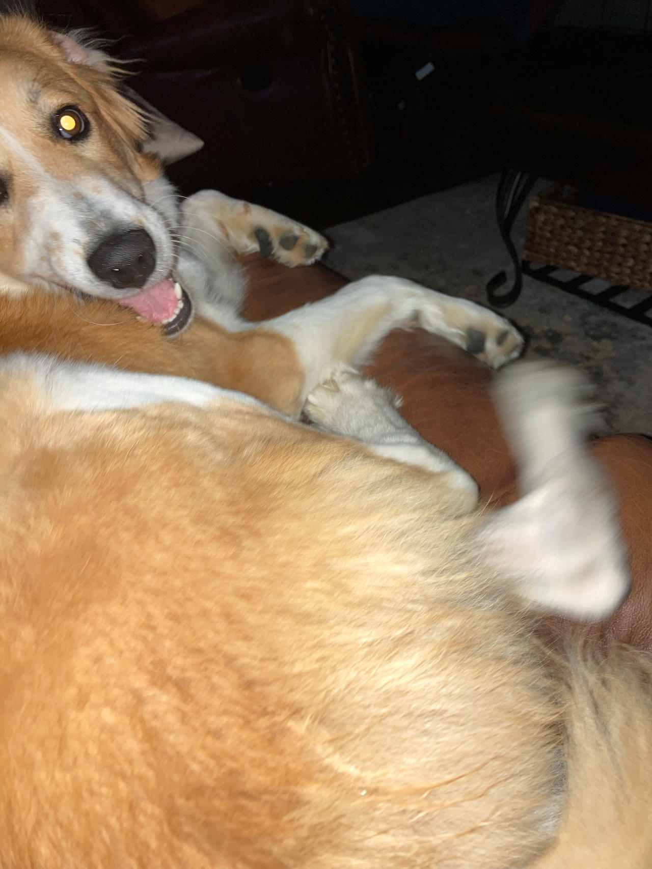 A ginger looking back