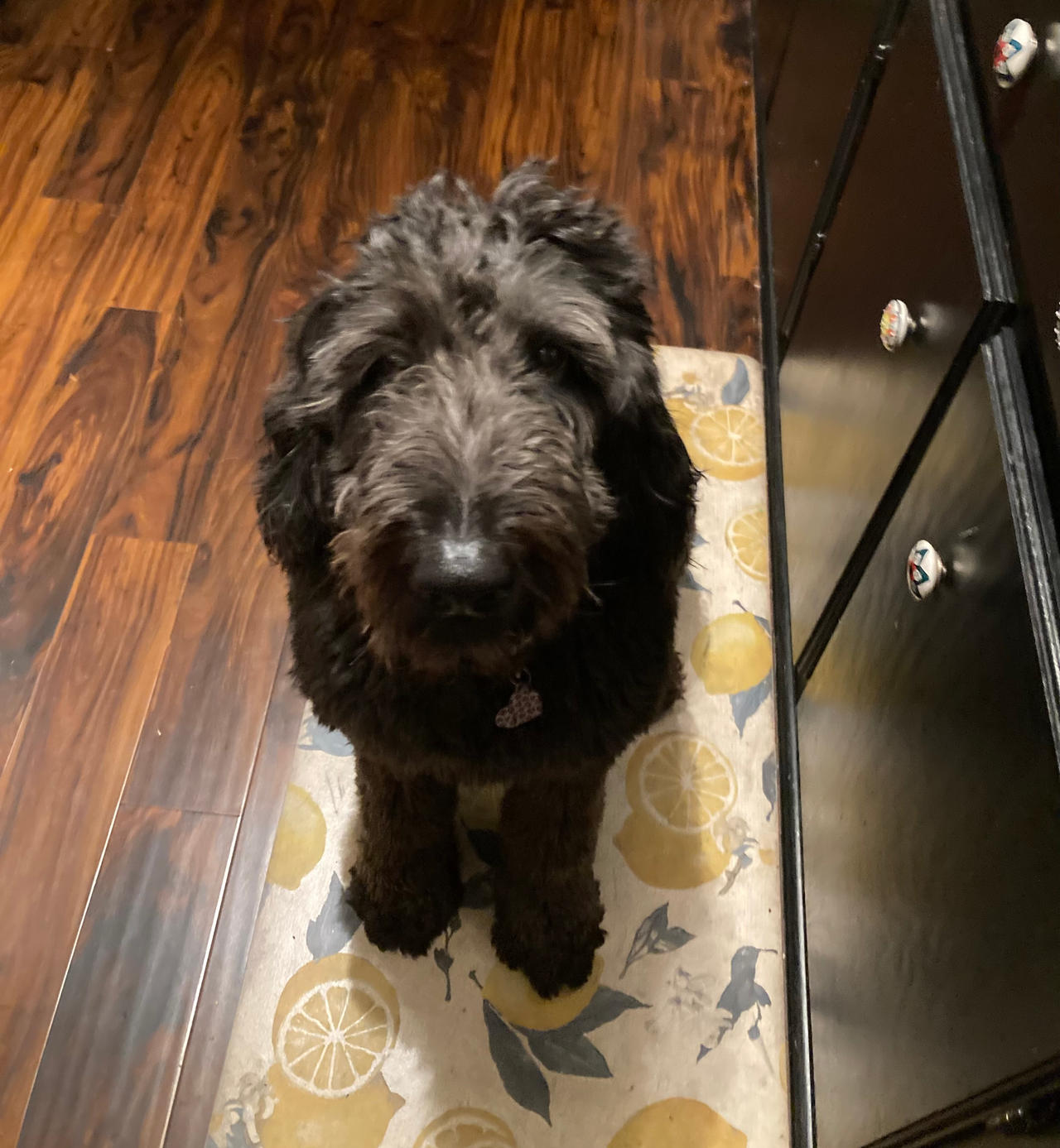 Have a picture of my dog