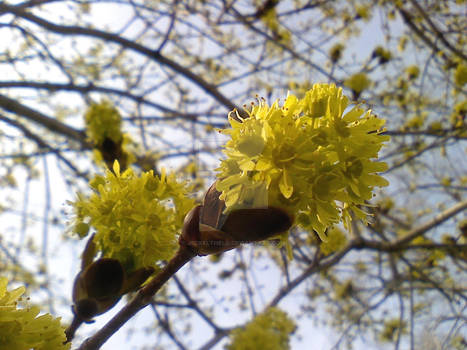 Tree Flowers.