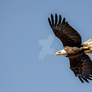 Birds in flight