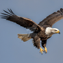 Birds in flight