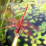 Dragonfly