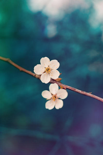 cherry blossoms by kiritani-akira on DeviantArt