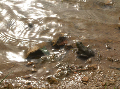 Frog in Pond