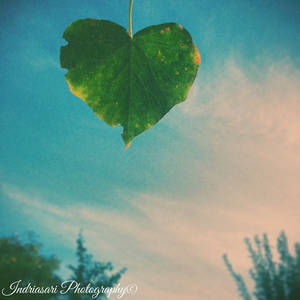 Heart shaped leaf